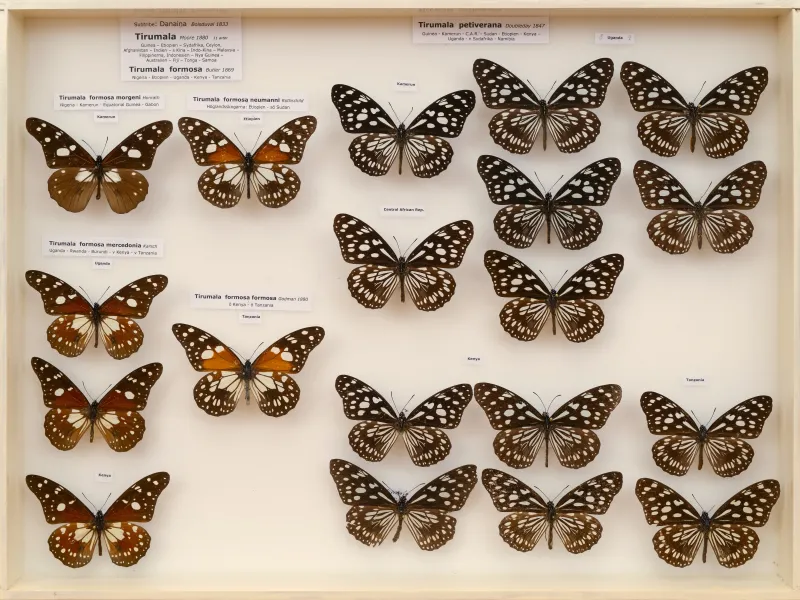 NYMPHALIDAE/Daninae/_TDR5479.jpg