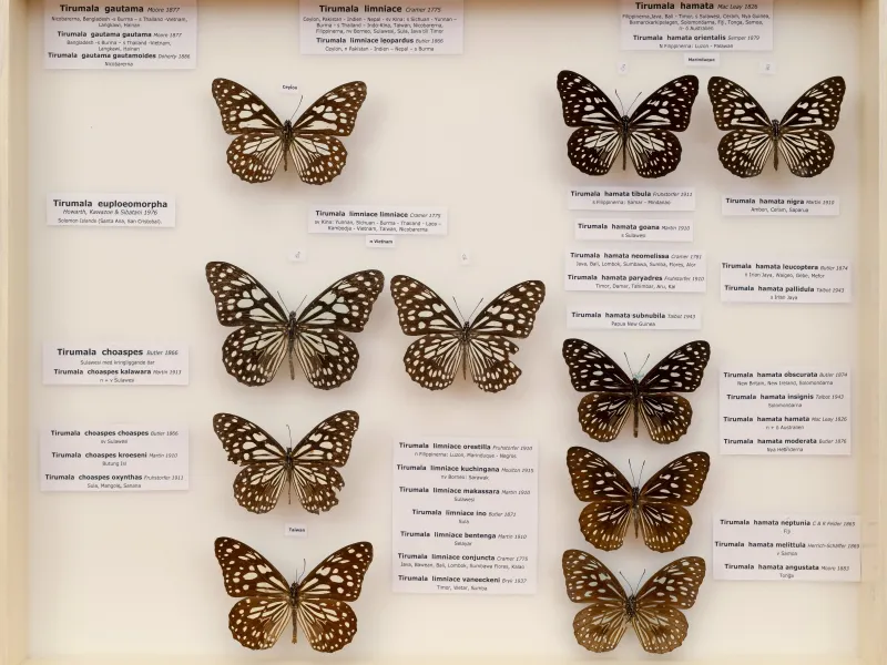 NYMPHALIDAE/Daninae/_TDR5480.jpg