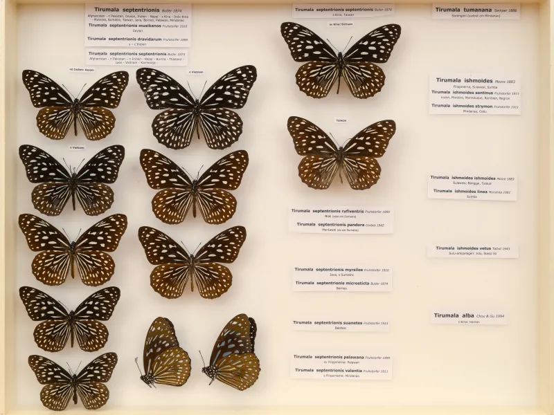 NYMPHALIDAE/Daninae/_TDR5481.jpg