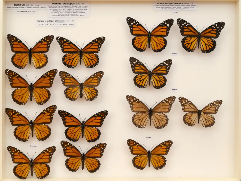 NYMPHALIDAE/Daninae/_TDR5482.jpg