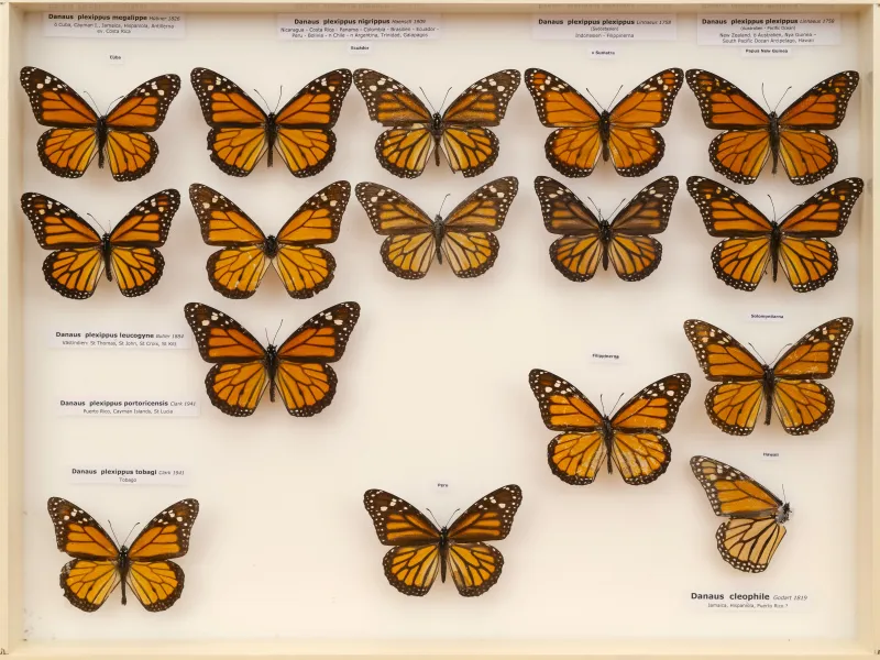 NYMPHALIDAE/Daninae/_TDR5483.jpg