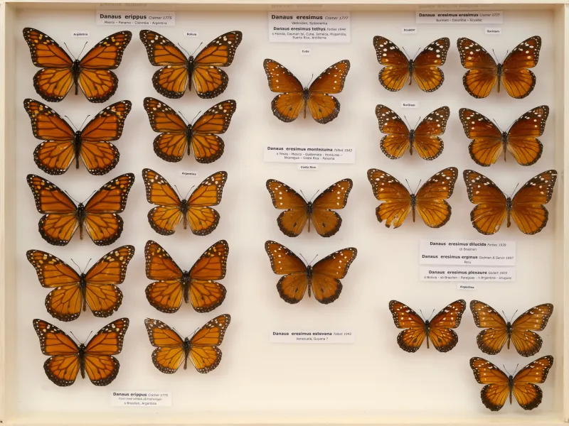 NYMPHALIDAE/Daninae/_TDR5484.jpg
