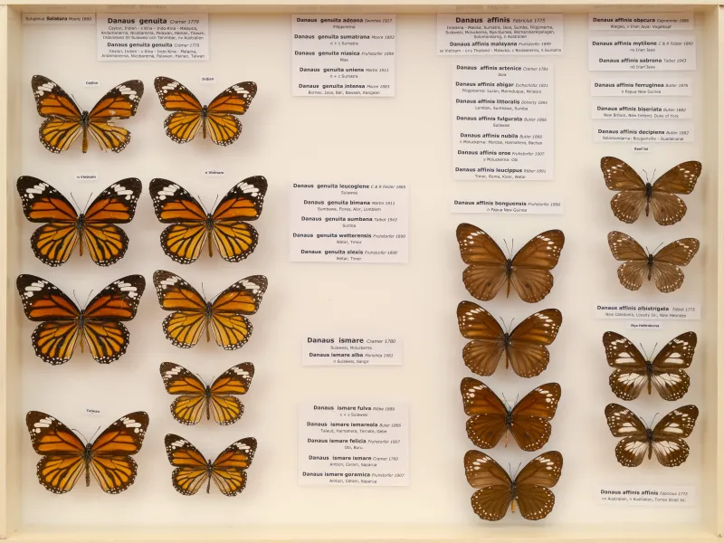 NYMPHALIDAE/Daninae/_TDR5485.jpg