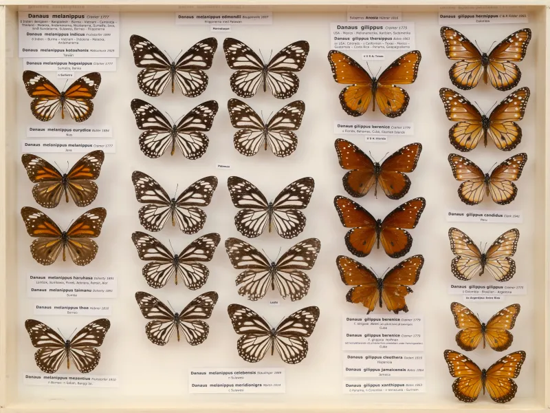 NYMPHALIDAE/Daninae/_TDR5486.jpg