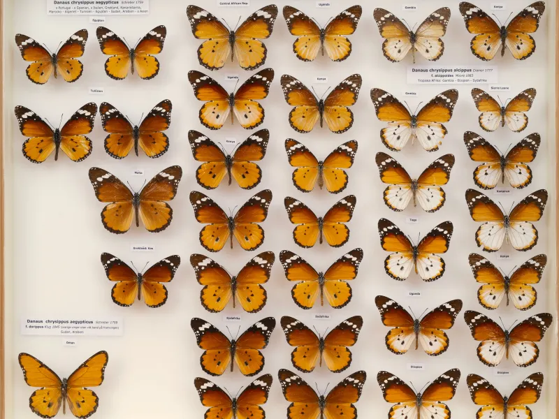 NYMPHALIDAE/Daninae/_TDR5488.jpg