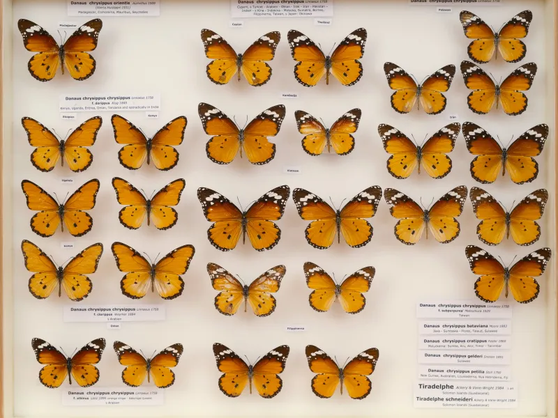 NYMPHALIDAE/Daninae/_TDR5489.jpg