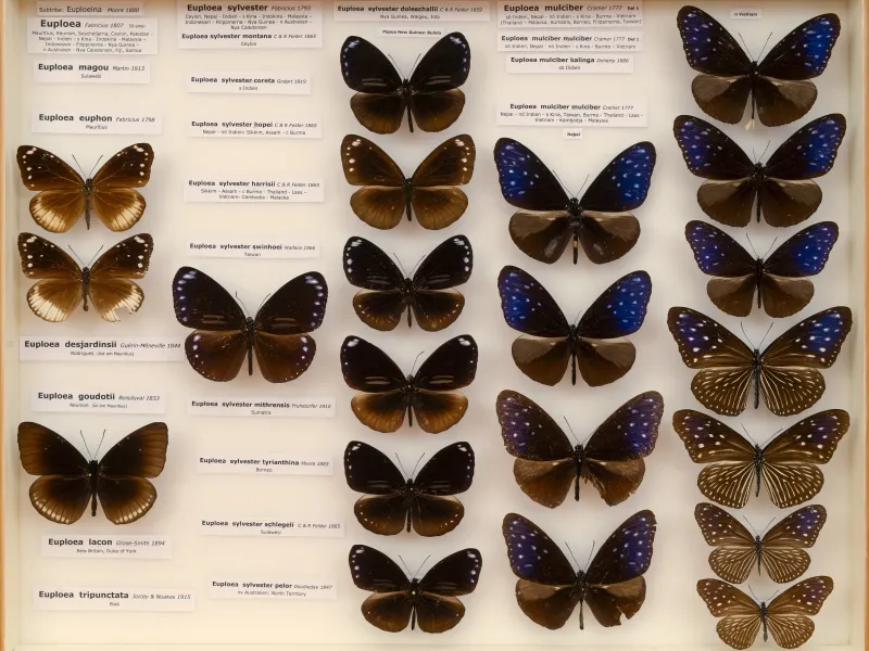 NYMPHALIDAE/Daninae/_TDR5490.jpg