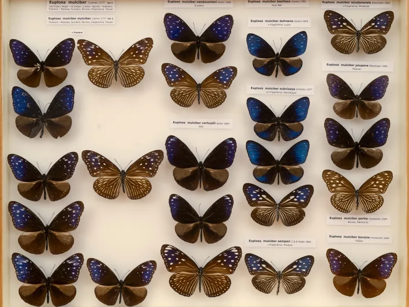NYMPHALIDAE/Daninae/_TDR5491.jpg