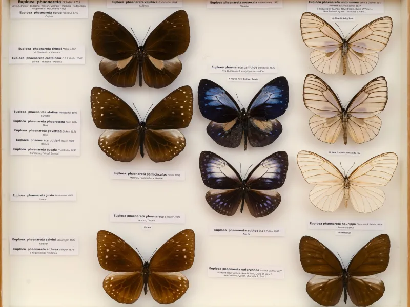 NYMPHALIDAE/Daninae/_TDR5492.jpg