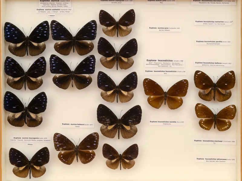 NYMPHALIDAE/Daninae/_TDR5493.jpg