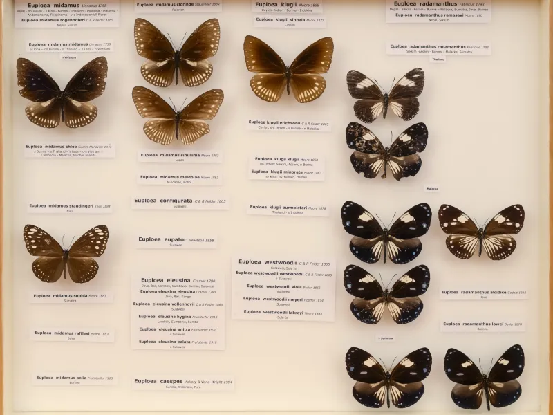 NYMPHALIDAE/Daninae/_TDR5494.jpg