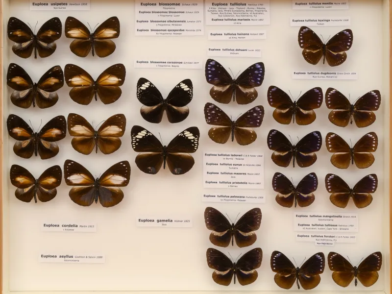 NYMPHALIDAE/Daninae/_TDR5495.jpg