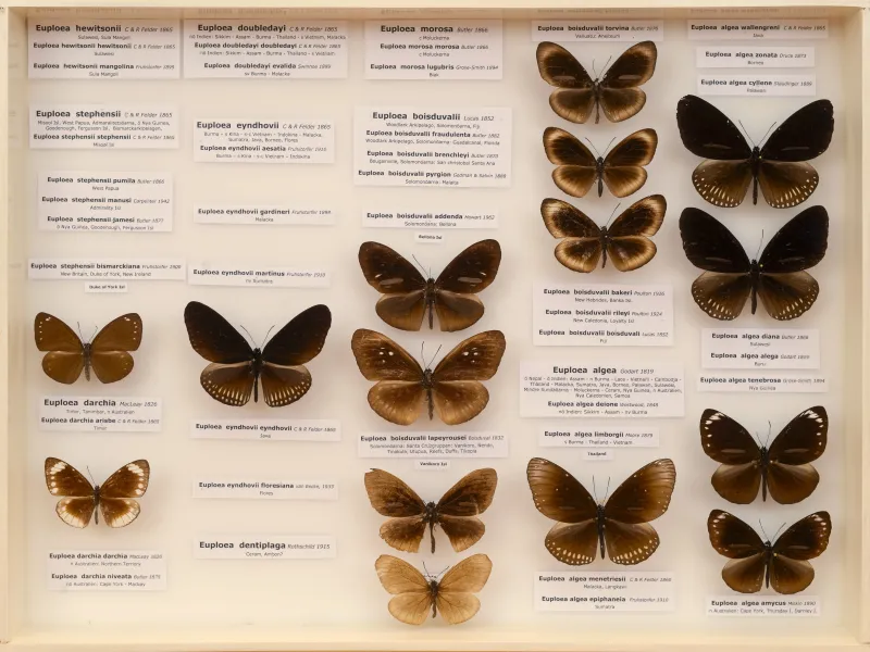 NYMPHALIDAE/Daninae/_TDR5496.jpg