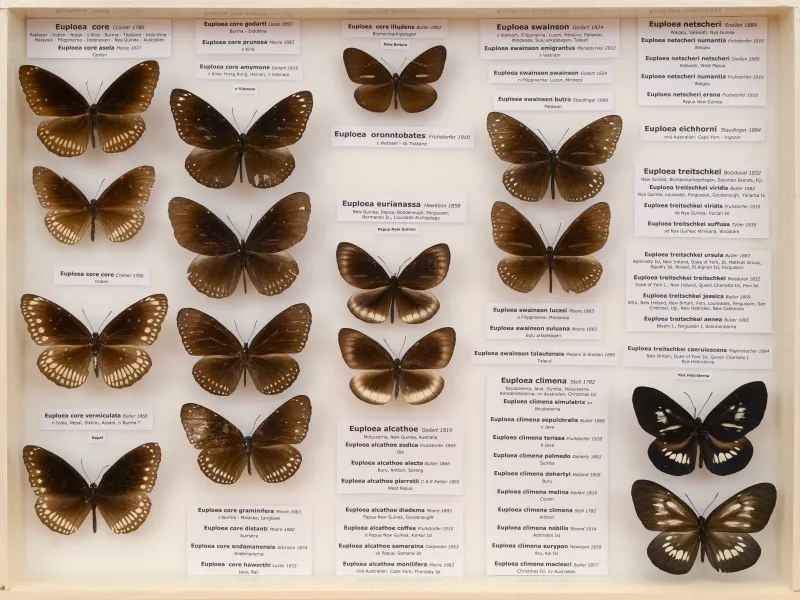 NYMPHALIDAE/Daninae/_TDR5497.jpg