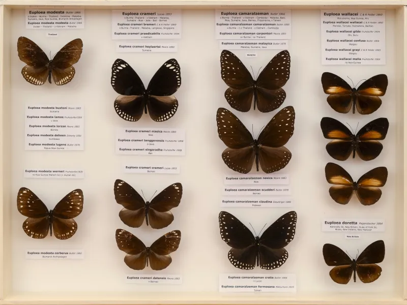 NYMPHALIDAE/Daninae/_TDR5498.jpg