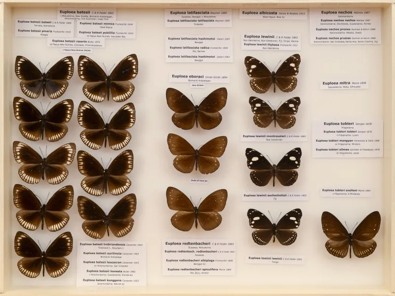 NYMPHALIDAE/Daninae/_TDR5499.jpg