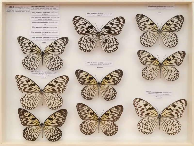 NYMPHALIDAE/Daninae/_TDR5500.jpg