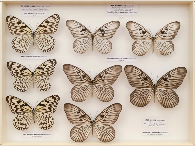 NYMPHALIDAE/Daninae/_TDR5501.jpg