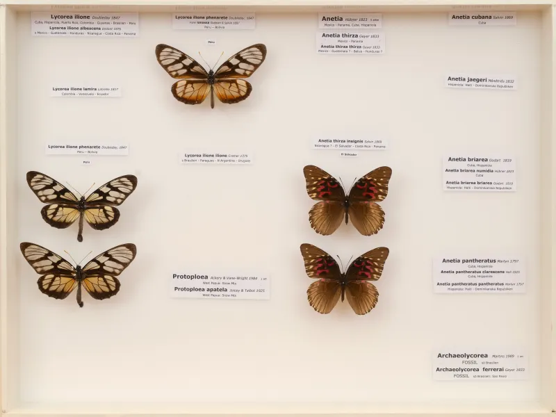 NYMPHALIDAE/Daninae/_TDR5505.jpg