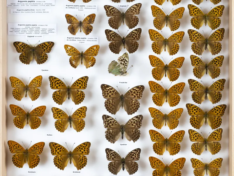 NYMPHALIDAE/Heliconiinae/Argynnini/1 - Argynnis.jpg