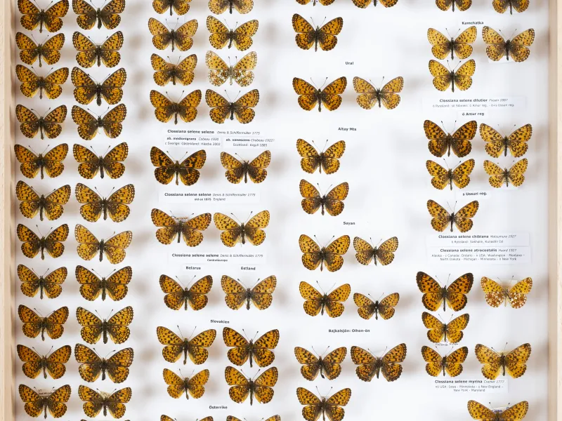 NYMPHALIDAE/Heliconiinae/Argynnini/1 - Clossiana.jpg