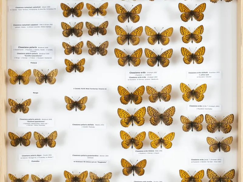 NYMPHALIDAE/Heliconiinae/Argynnini/10 - Clossiana.jpg