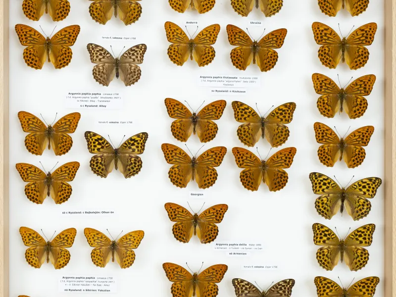 NYMPHALIDAE/Heliconiinae/Argynnini/2 - Argynnis.jpg