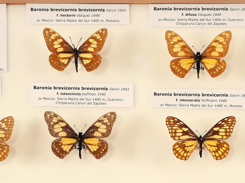 PAPILIONIDAE/BARONINAE/2 - Baroniinae - Baronia rätt redigerad.jpg