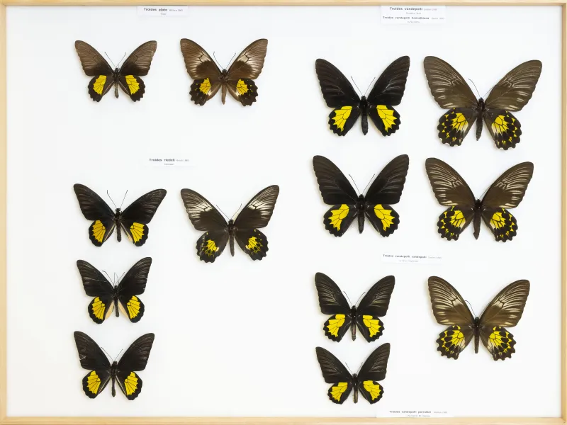 PAPILIONIDAE/PAPILIONINAE/Troidini/10 T. plato riedeli vandepo.jpg