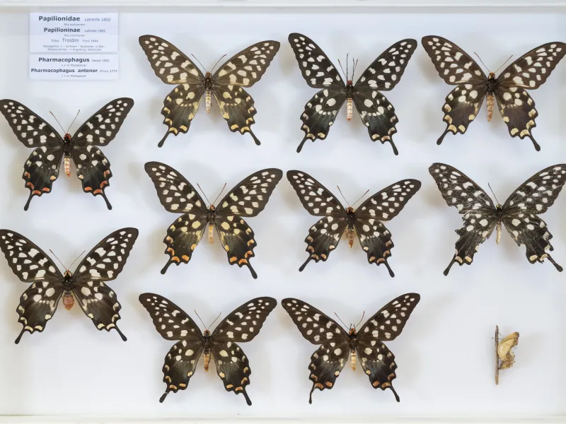PAPILIONIDAE/PAPILIONINAE/Troidini/P antenor _DTR0450.jpg