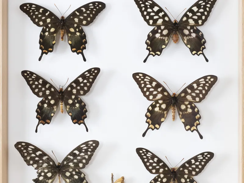 PAPILIONIDAE/PAPILIONINAE/Troidini/Pharmacophagus antenor.jpg