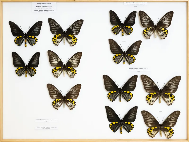 PAPILIONIDAE/PAPILIONINAE/Troidini/Ripponia hypolitus.jpg