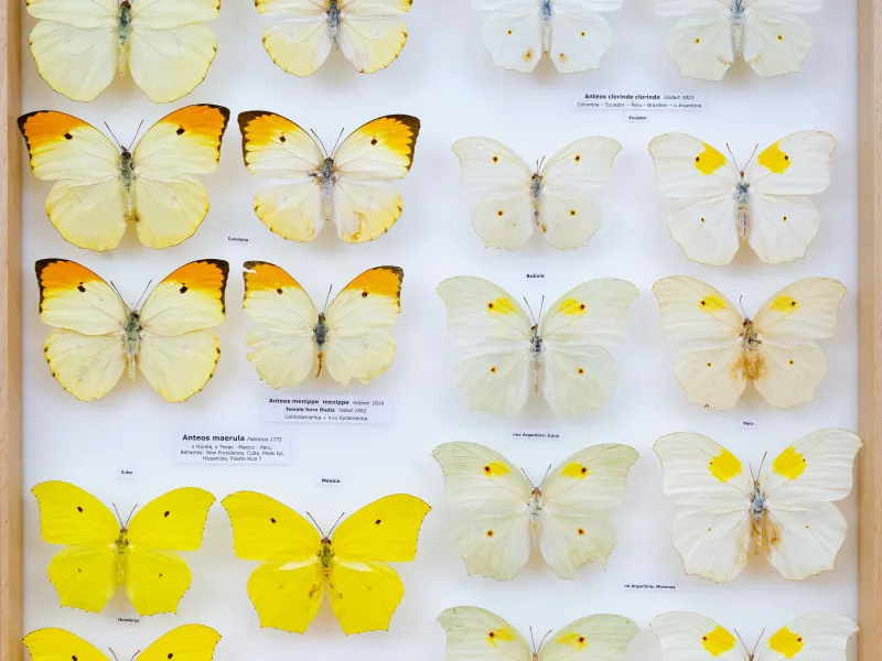 PIERIDAE MARS 2026/Anteos_TDR5539.jpg