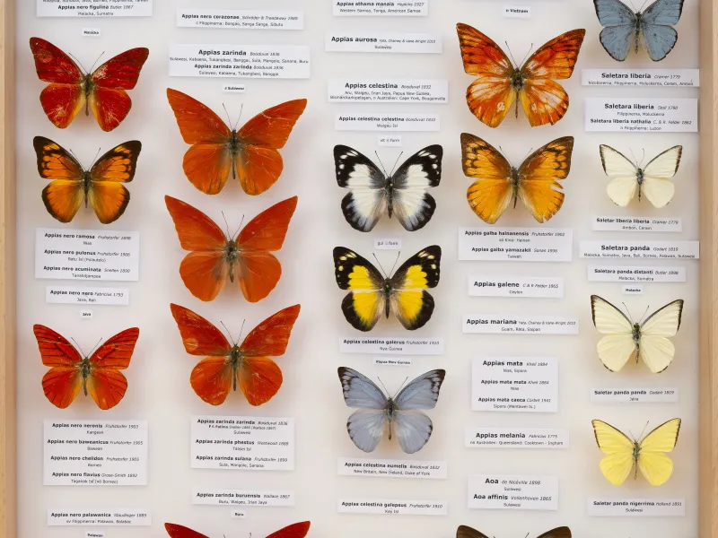 PIERIDAE MARS 2026/Appias 6 _TDR5558.jpg