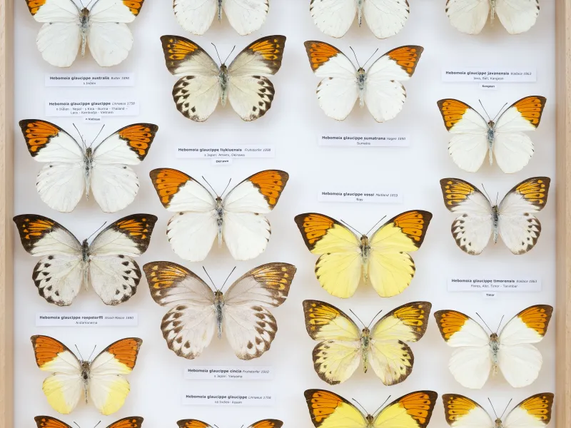PIERIDAE MARS 2026/Hebomoia 1 _TDR5541.jpg