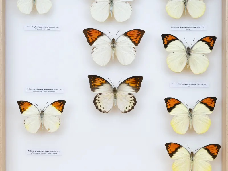 PIERIDAE MARS 2026/Hebomoia 2 _TDR5542.jpg
