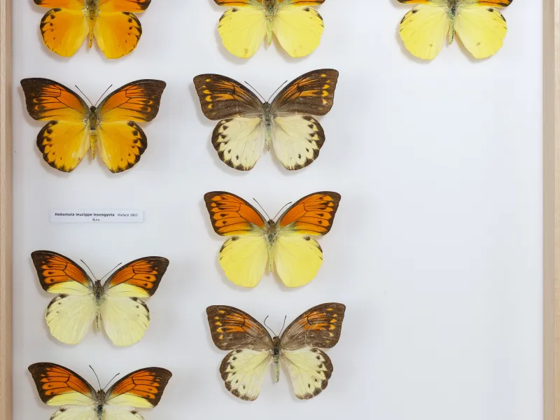 PIERIDAE MARS 2026/Hebomoia 3 leucippe.jpg