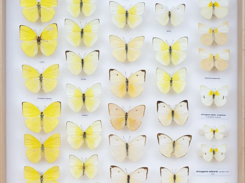 PIERIDAE MARS 2026/Rhabdodryas Aphrissa_TDR5538.jpg